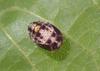 Adalia decempunctata